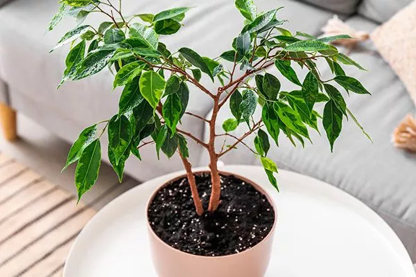 стимулировать цветение2