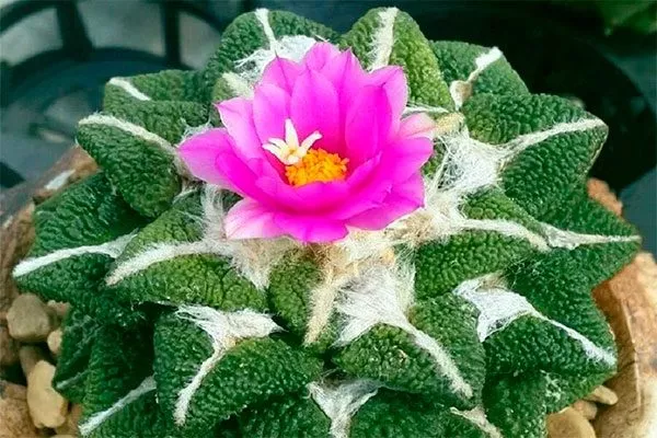 Ариокарпус (Ariocarpus) Цветущие сорта кактусов5