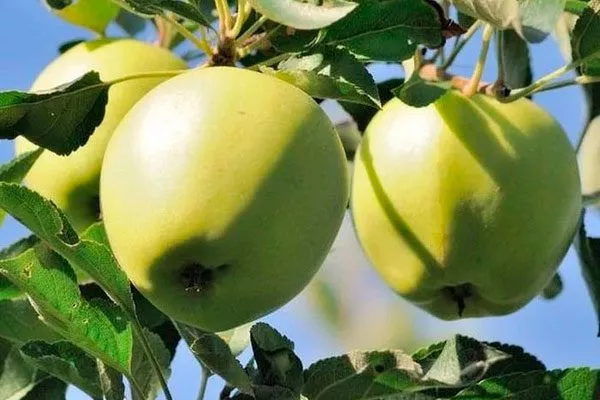 Аркад Посадка яблони3