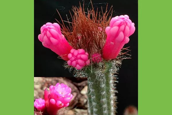 Аррохадоа розово-красная Виды мелокактусов3