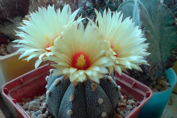 Астрофитум (Astrophytum) Мини кактусы7