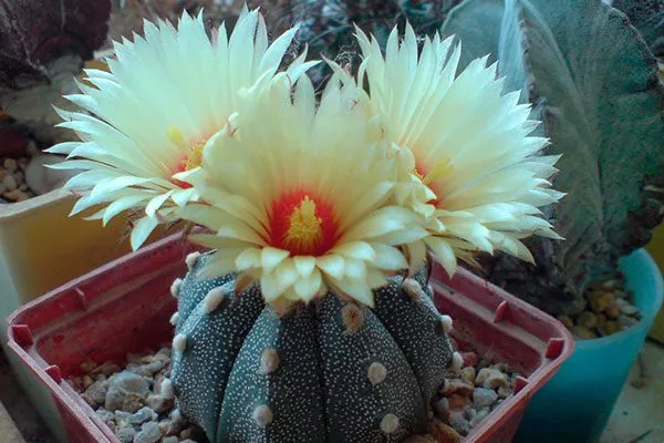 Астрофитум (Astrophytum) Цветущие сорта кактусов2