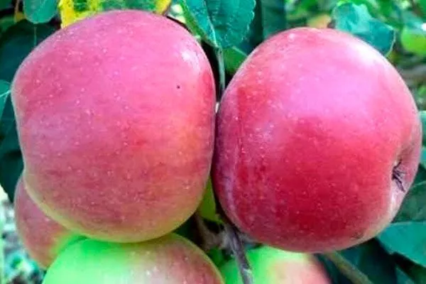 Аврора Яблоня на шпалере3