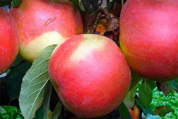Айдаред сорта яблони9