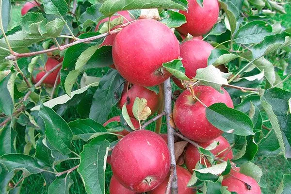 Айдаред222 сорта яблони10