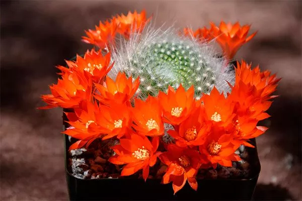 Айлостера (Aiolostera) Цветущие сорта кактусов4