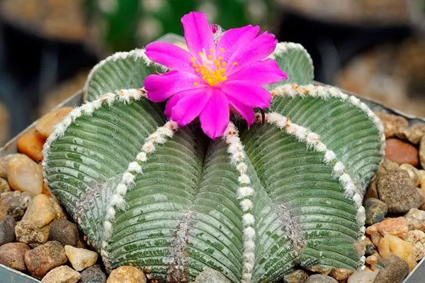 Азтекиум Азтекиум4