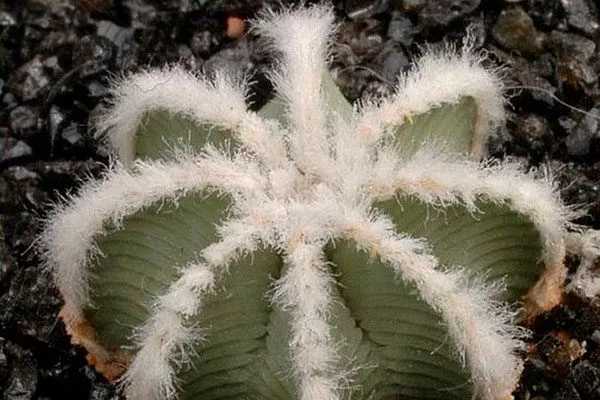 Aztekium hintonii Азтекиум1