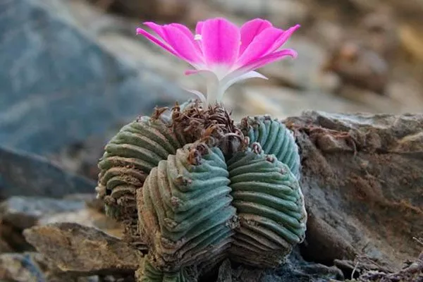 Aztekium valdezii Азтекиум3