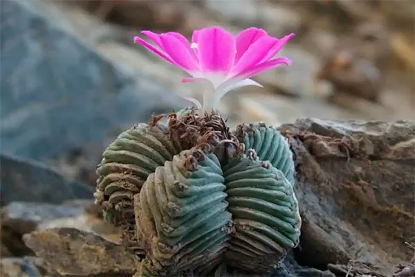 Aztekium-valdezii2 температура влияет на рост кактусов1