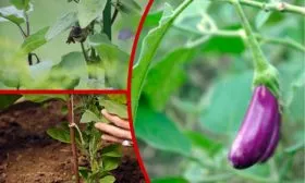 баклажаны Формировка баклажан2