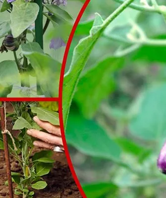 баклажаны Формировка баклажан2