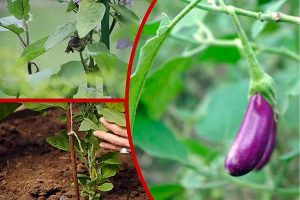 баклажаны Формировка баклажан2