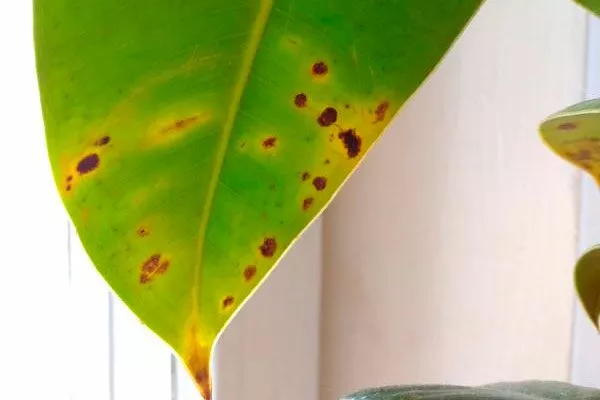 бактериальная инфекция