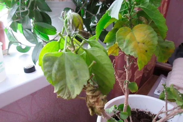 Бактериальные инфекции