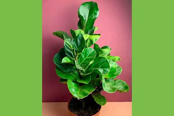 Характеристики фикуса Бамбино, разновидности и правила выращивания