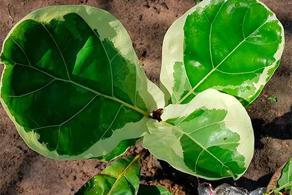 Бамбино Вариегата Фикус лиролистный бамбино3