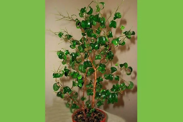 Barok Фикус бенджамина1