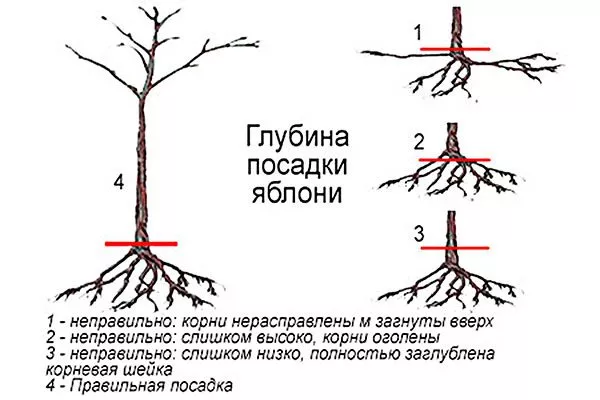 пересадка яблони4