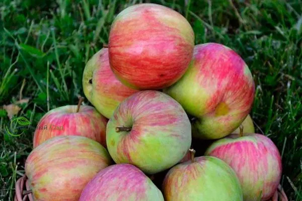 Бельфлёр башкирский Посадка яблони6