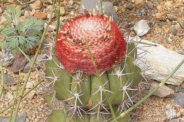 Беллавистенский (Melocactus Bellavistensis) Виды мелокактусов4
