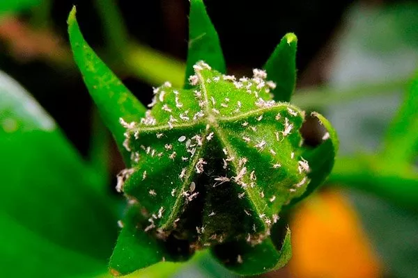 Белокрылки