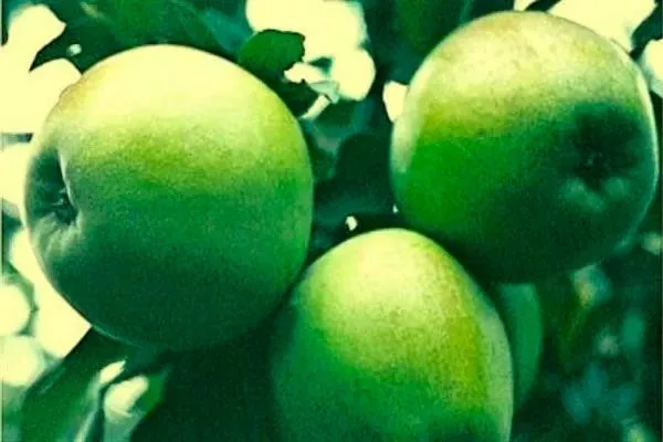 Белорусский синап Посадка яблони4