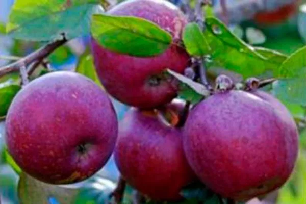 Белорусское малиновое Посадка яблони5