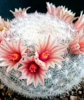 Белоснежная (Candida) Мини кактусы8