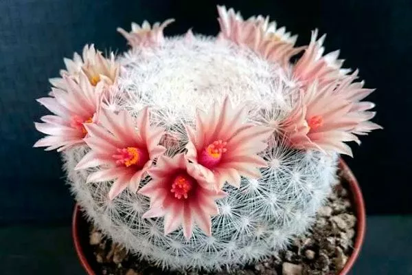 Белоснежная (Candida) Мини кактусы8