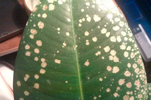 Белые пятна пятна на листьях3