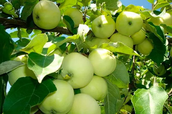 Белый налив сорта яблони16