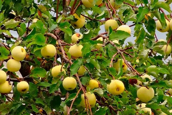 Белый налив3 сорта яблони18