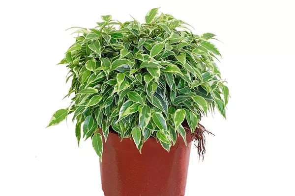 Бенджамина Лавли Самые необычные4