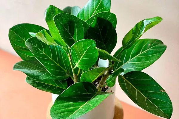 Бенгальский Самые необычные3