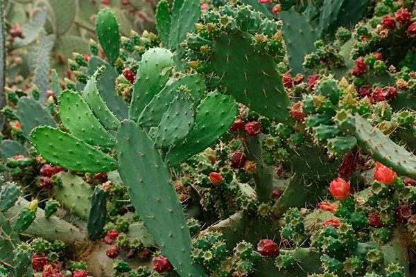 Бергера Опунция описание2