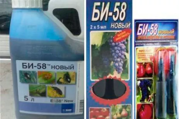 БИ-58 Выращивание из семян2