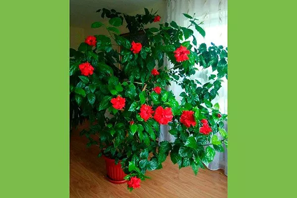 Биологические потребности гибискуса в свете освещение для гибискуса1