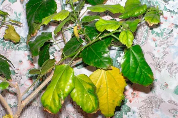 Блеклая зелёная окраска с желтоватым оттенком освещение для гибискуса2