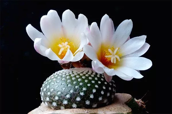 Блоссфельдия (Blossfeldia) Цветущие сорта кактусов6