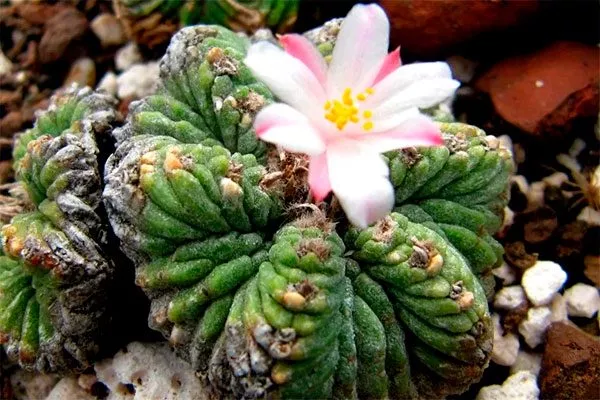 Боед Азтекиум5