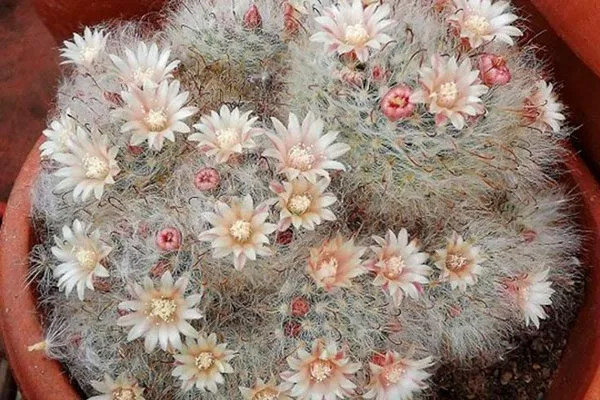 Бокасская (Bocasana) Мини кактусы9