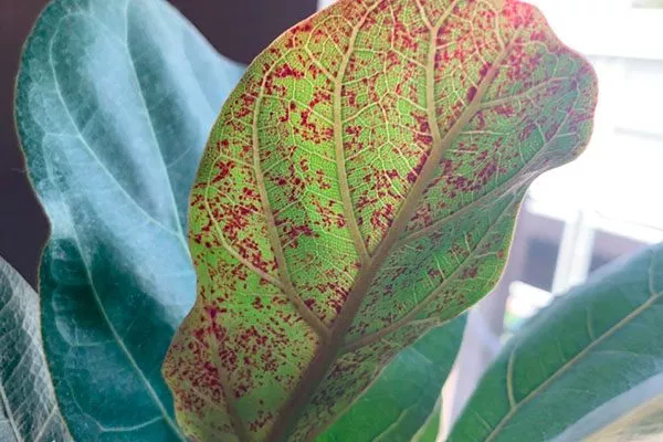 Болезни и инфекции покраснение стеблей1