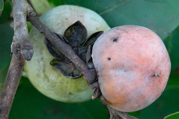 болезни комнатная хурма10