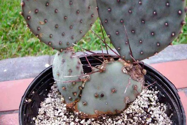 Болезни Опунция описание3