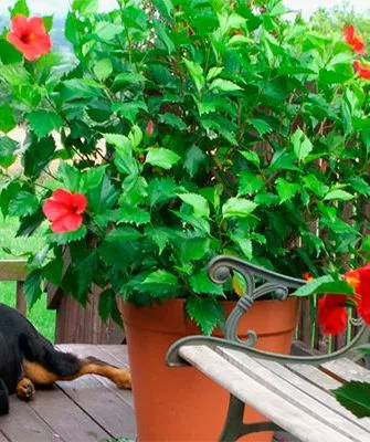 Большие садовые Типы горшков и контейнеров2