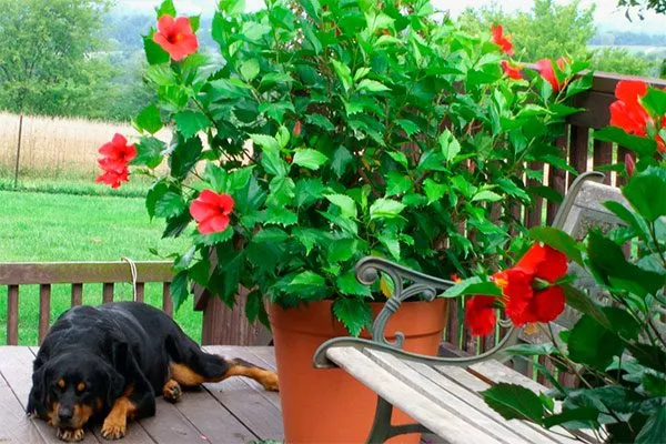 Большие садовые Типы горшков и контейнеров2