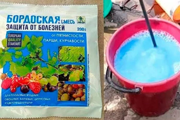 Бордоская смесь Выращивание из семян3