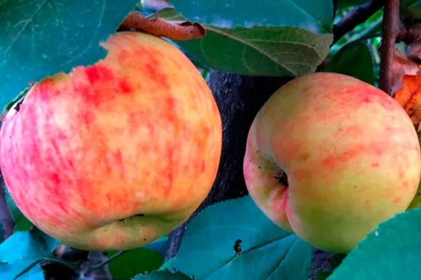 Боровинка Опыление яблони3