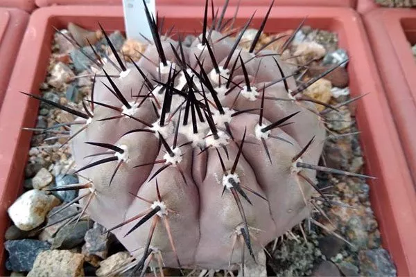 Ботаническое описание Копьяпоа1